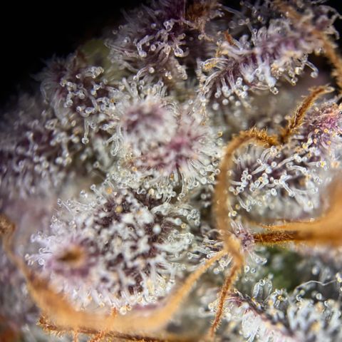 Mimosa Evo | BarneysFarm growlog timeline photo