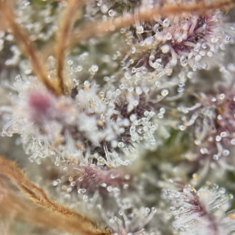Mimosa Evo | BarneysFarm growlog timeline photo