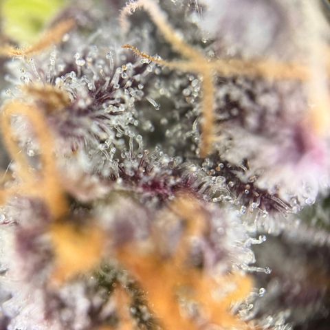 Mimosa Evo | BarneysFarm growlog timeline photo