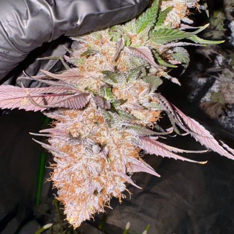 Mimosa Evo | BarneysFarm growlog timeline photo