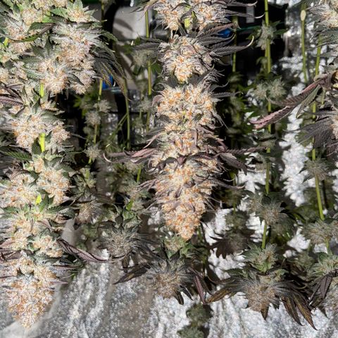 Mimosa Evo | BarneysFarm growlog timeline photo