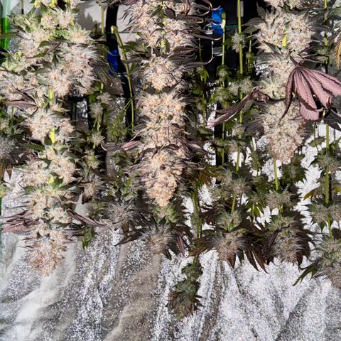 Mimosa Evo | BarneysFarm growlog timeline photo