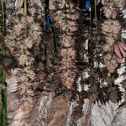 Mimosa Evo | BarneysFarm growlog timeline photo