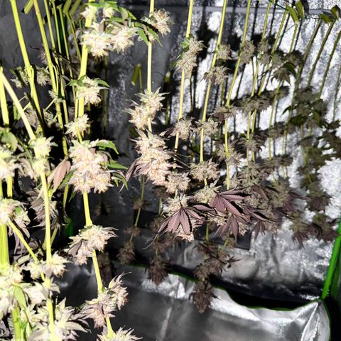 Mimosa Evo | BarneysFarm growlog timeline photo