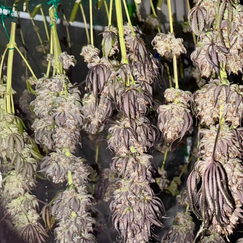 Mimosa Evo | BarneysFarm growlog timeline photo