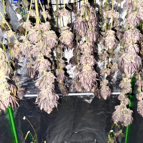 Mimosa Evo | BarneysFarm growlog timeline photo