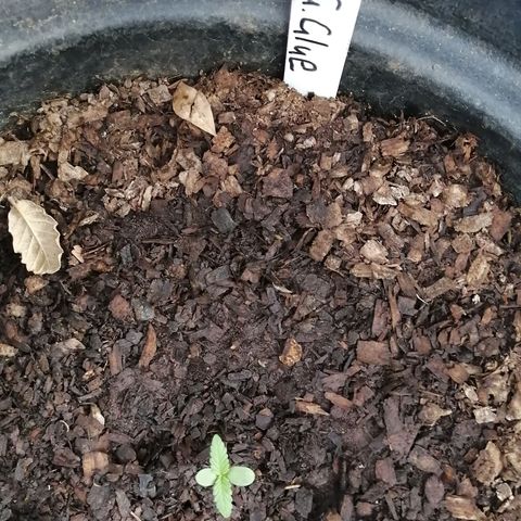 Gorilla glue  growlog timeline photo