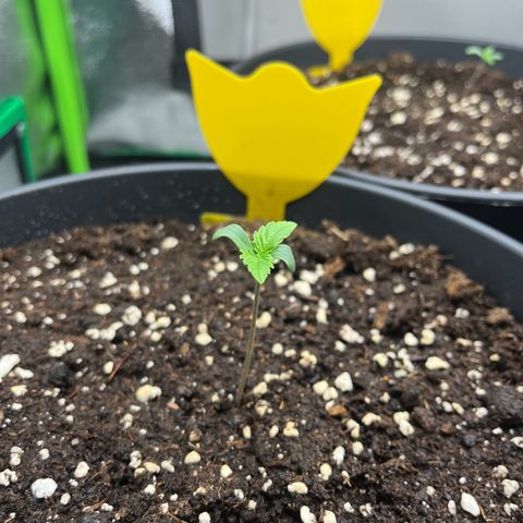 Northern Lights growlog timeline photo