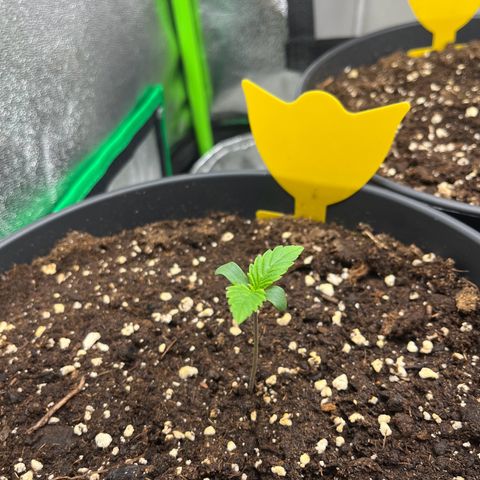 Northern Lights growlog timeline photo