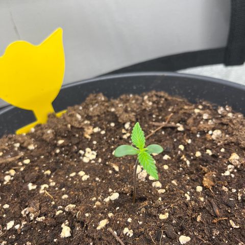 Blue Dream growlog timeline photo