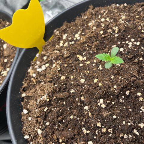 Amnesia Zkittlez growlog timeline photo