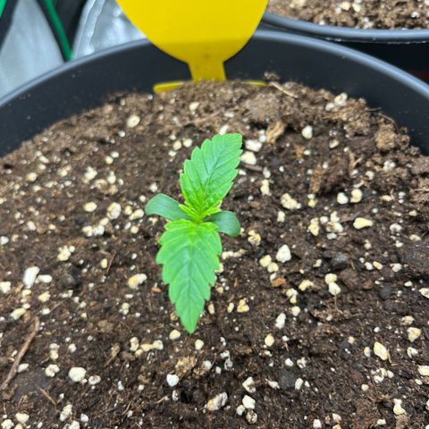 Northern Lights growlog timeline photo