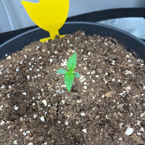 Blue Dream growlog timeline photo
