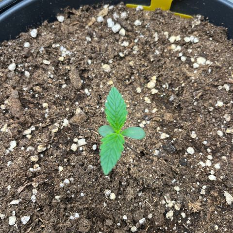 Amnesia Zkittlez growlog timeline photo