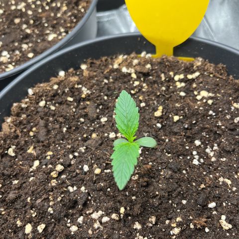 Amnesia Zkittlez growlog timeline photo