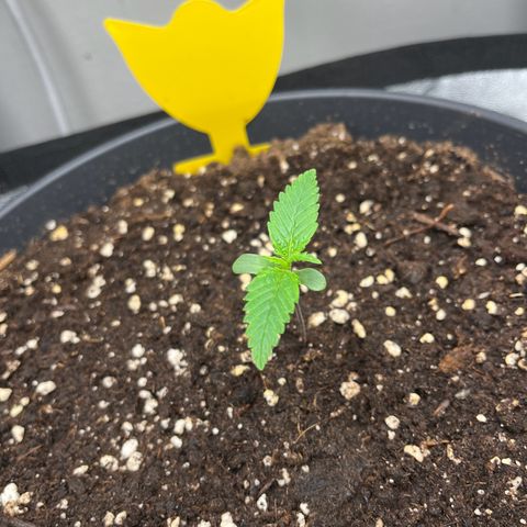 Blue Dream growlog timeline photo