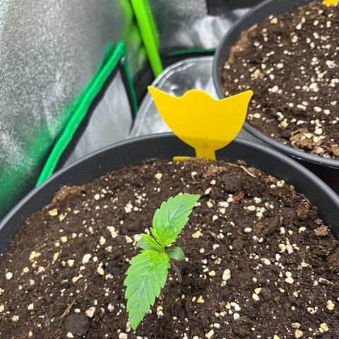Northern Lights growlog timeline photo
