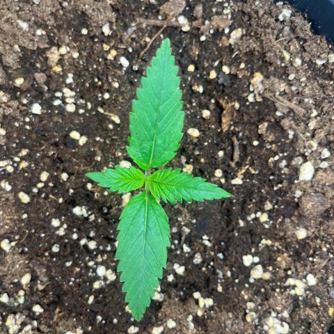 Blue Dream growlog timeline photo