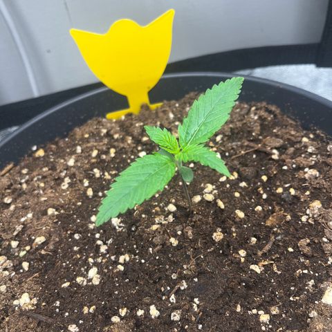 Blue Dream growlog timeline photo