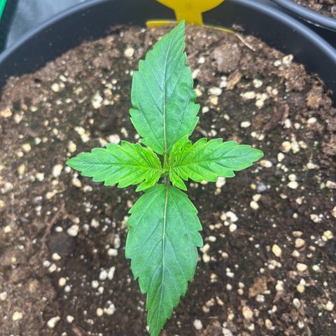 Northern Lights growlog timeline photo