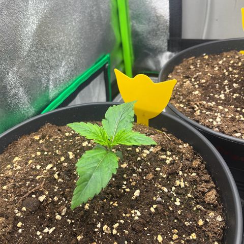 Northern Lights growlog timeline photo