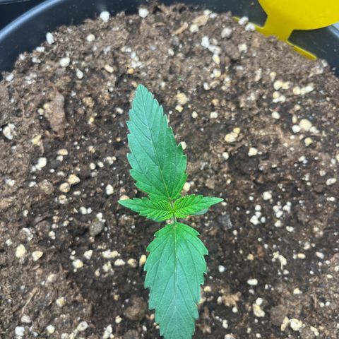 Amnesia Zkittlez growlog timeline photo