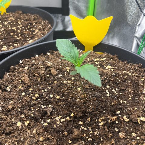 Amnesia Zkittlez growlog timeline photo