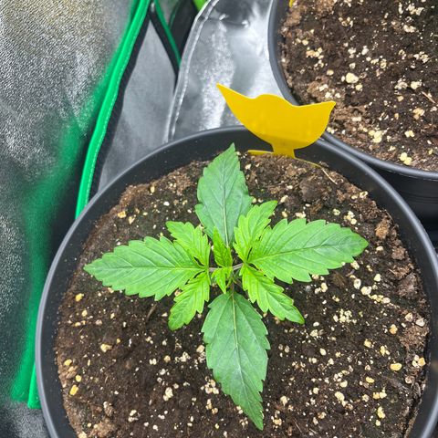 Northern Lights growlog timeline photo