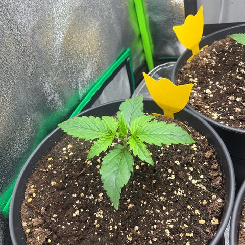 Northern Lights growlog timeline photo