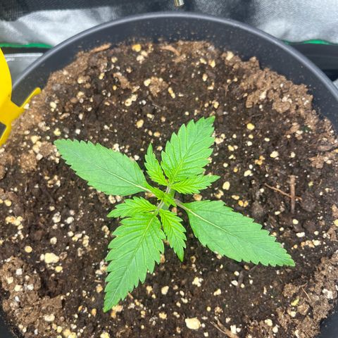 Blue Dream growlog timeline photo