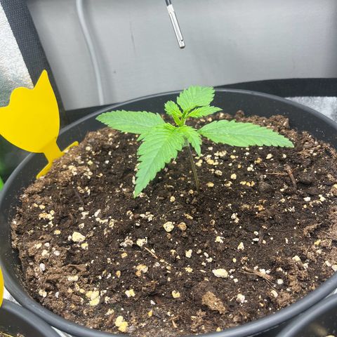 Blue Dream growlog timeline photo