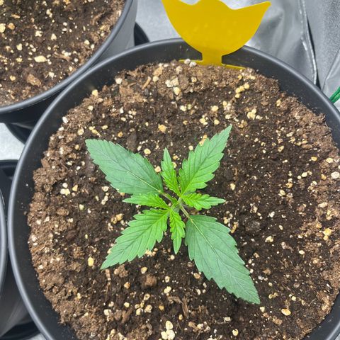 Amnesia Zkittlez growlog timeline photo