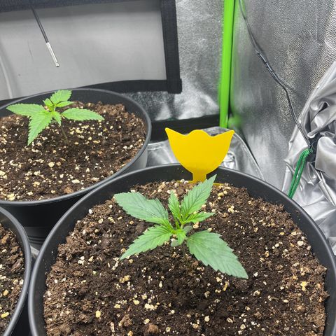 Amnesia Zkittlez growlog timeline photo