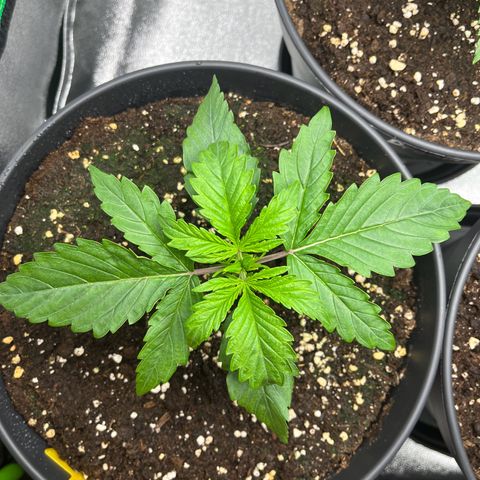Northern Lights growlog timeline photo