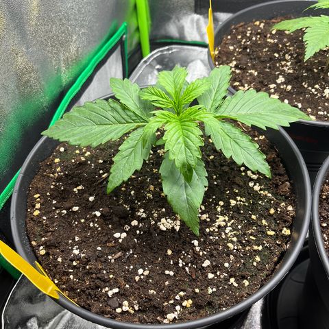 Northern Lights growlog timeline photo