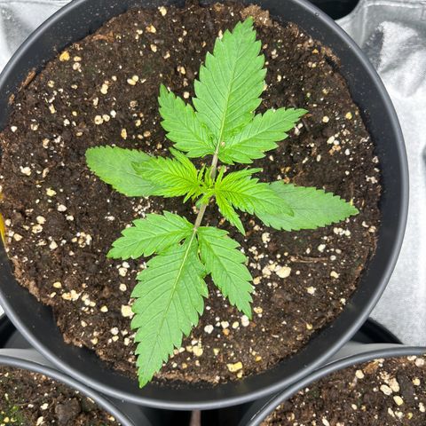 Blue Dream growlog timeline photo