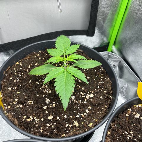 Blue Dream growlog timeline photo