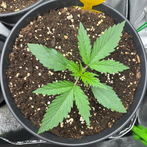Amnesia Zkittlez growlog timeline photo