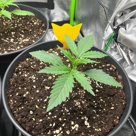 Amnesia Zkittlez growlog timeline photo