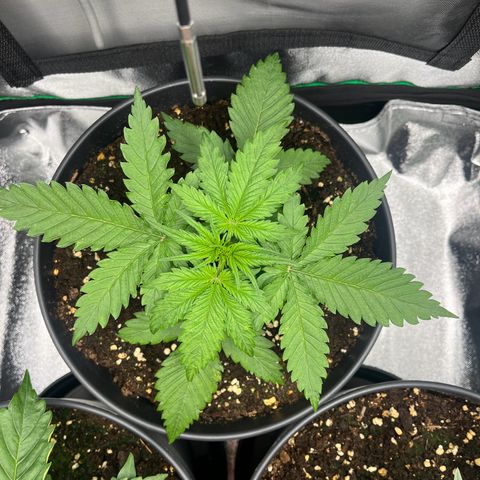Blue Dream growlog timeline photo
