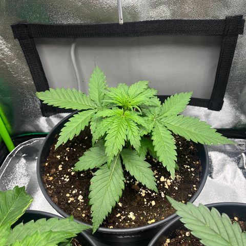 Blue Dream growlog timeline photo
