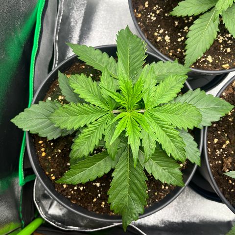 Northern Lights growlog timeline photo