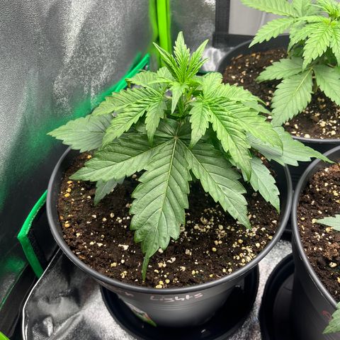Northern Lights growlog timeline photo