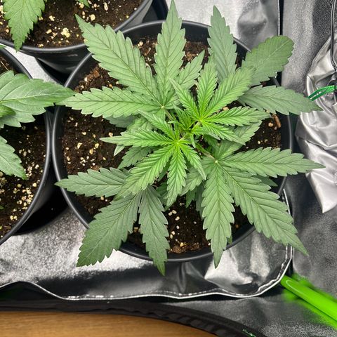 Amnesia Zkittlez growlog timeline photo