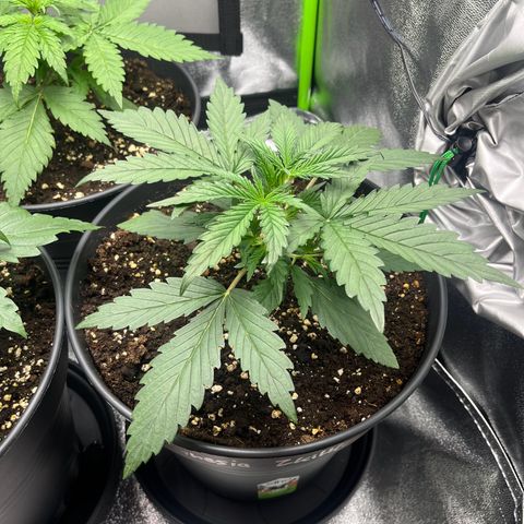 Amnesia Zkittlez growlog timeline photo