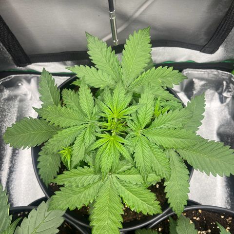 Blue Dream growlog timeline photo