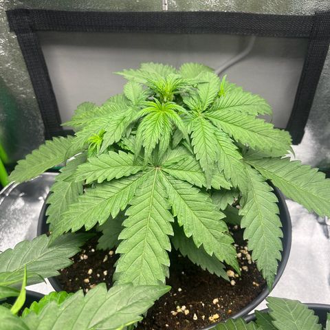 Blue Dream growlog timeline photo