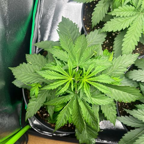 Northern Lights growlog timeline photo