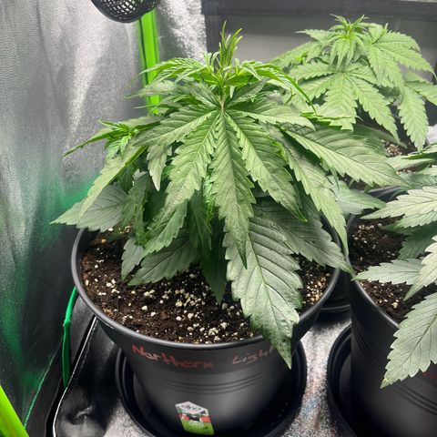 Northern Lights growlog timeline photo