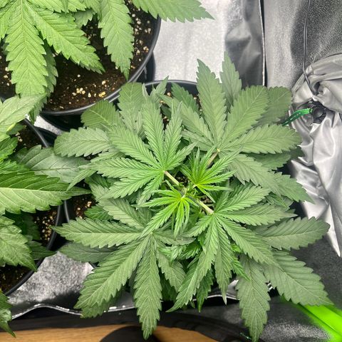 Amnesia Zkittlez growlog timeline photo